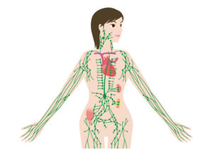 Image of woman with lymphatic system