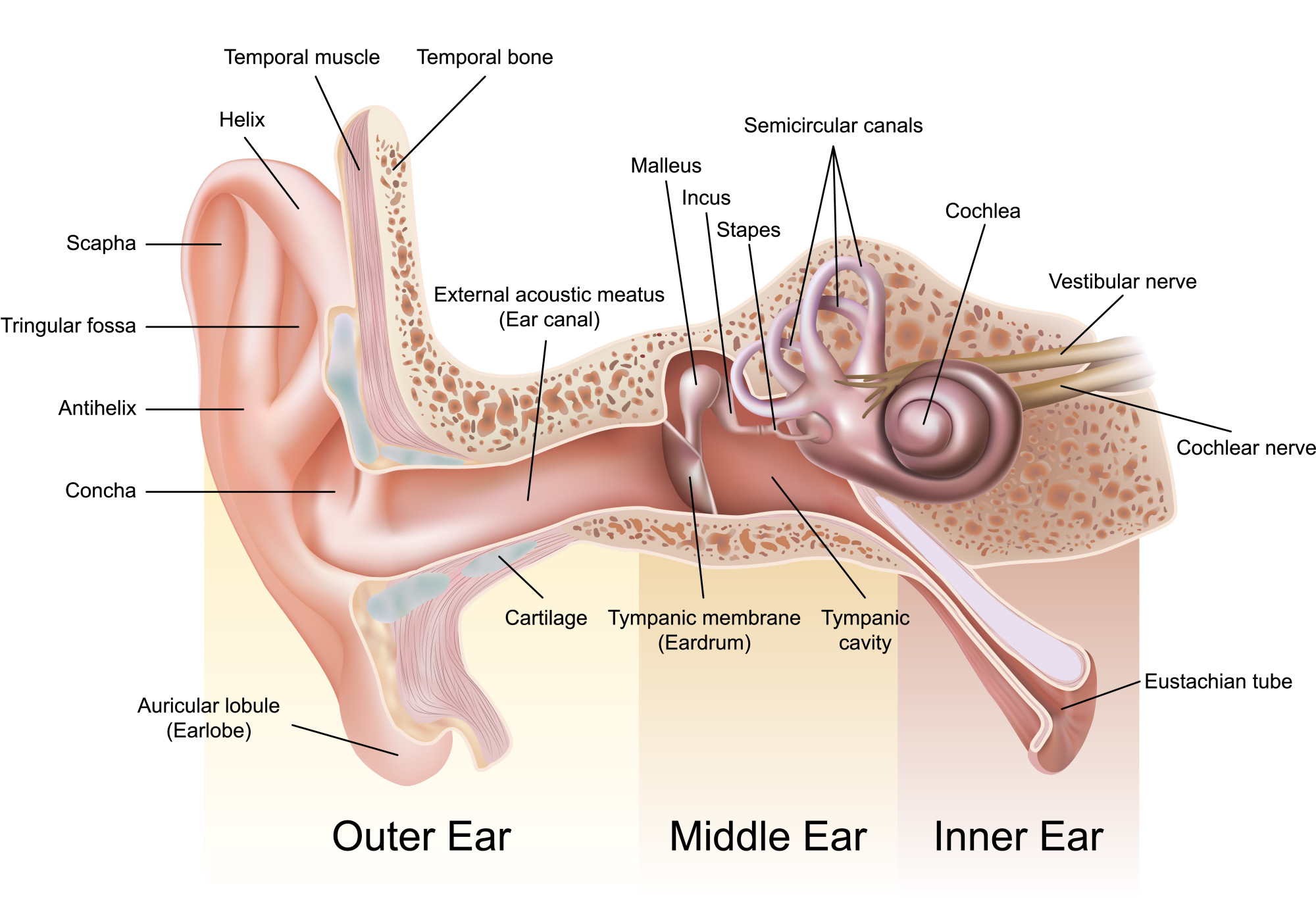 Inner Ear Diagram E1457395197350 